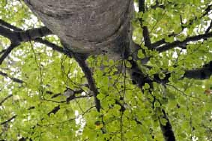 Willkommen in der Wildnis Willkommen in der Wildnis