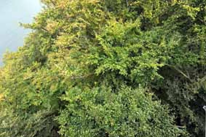 Blick auf Blätterdach und auf den Edersee Besucher auf dem Eichhörnchenpfad