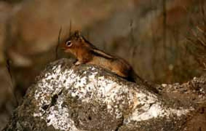 Lachse aus dem Zugfenster beobachten Lachse aus dem Zugfenster beobachten