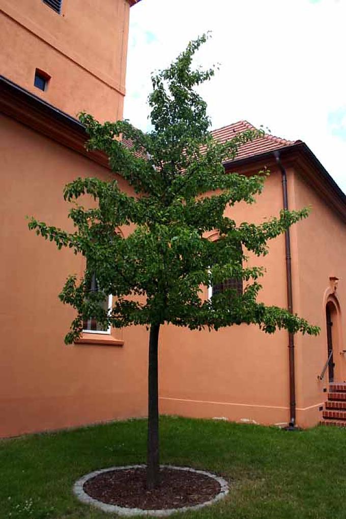 An alter Stelle wurde inzwischen der vierte Birnbaum gesetzt An alter Stelle wurde inzwischen der vierte Birnbaum gesetzt