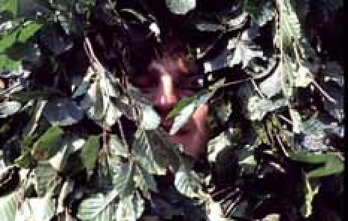 Wenn die Grüngestalten zum Leben erwachen Wenn die Grüngestalten zum Leben erwachen