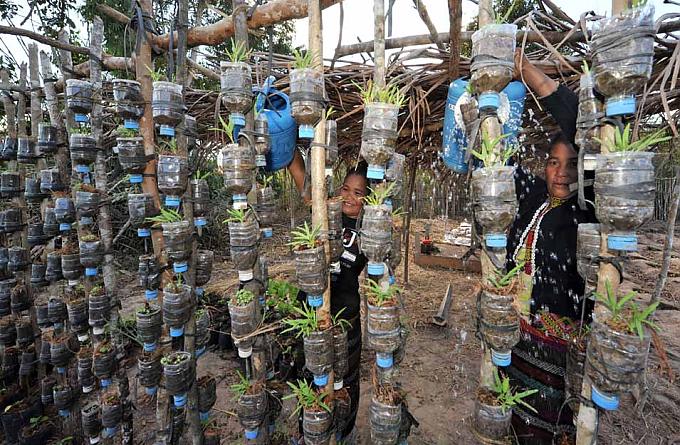Die Setzlinge werden in durchgeschnittenen Platikflaschen gezogen Die Setzlinge werden in durchgeschnittenen Platikflaschen gezogen