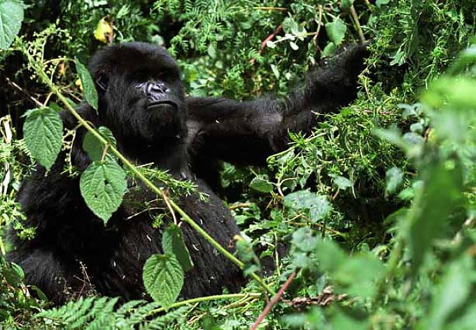 Groß, grimmig und doch sanft Groß, grimmig und doch sanft