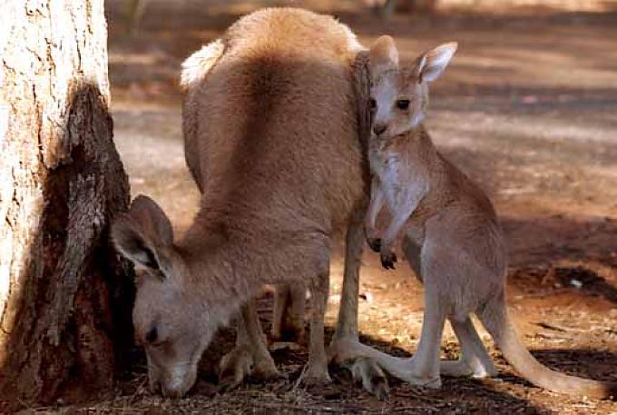 Naturwunder am anderen Ende der Welt Naturwunder am anderen Ende der Welt