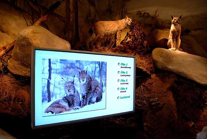 Luchse im Haus der Natur, Bad Harzburg Luchse im Haus der Natur, Bad Harzburg