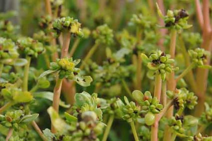 Postelein (Winterportulak) im Testbeet. Postelein (Winterportulak) im Testbeet.