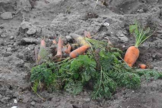 Möhren, gewachsen in salzigem Boden. Möhren, gewachsen in salzigem Boden.
