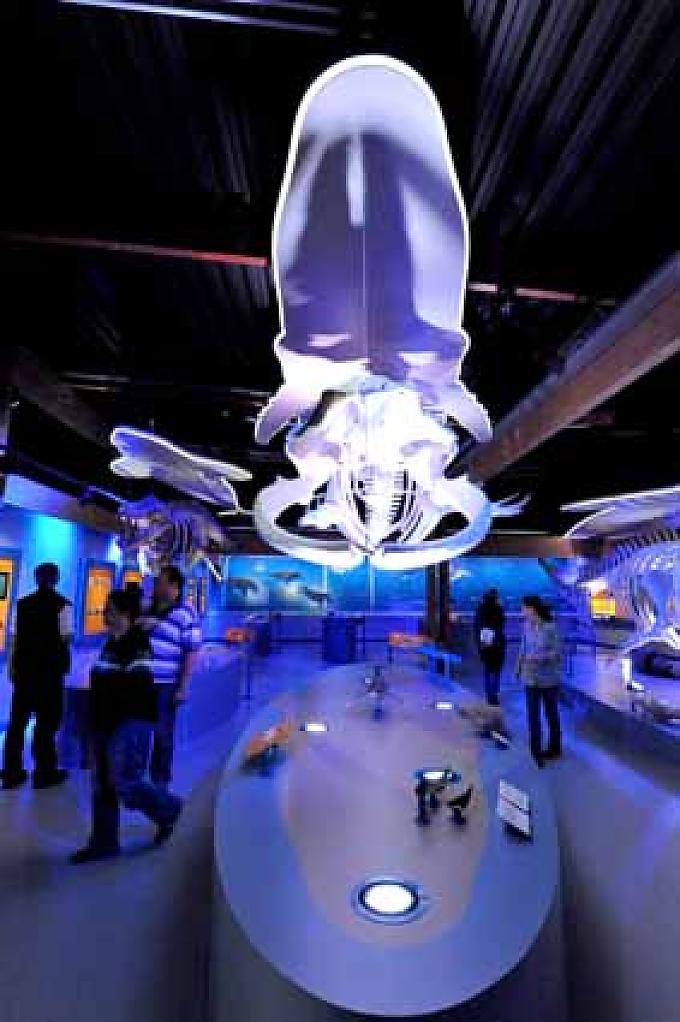 Saal der Wale Saal der Wale