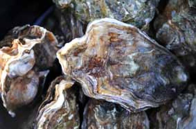 Harte Schale, leckerer Kern Harte Schale, leckerer Kern