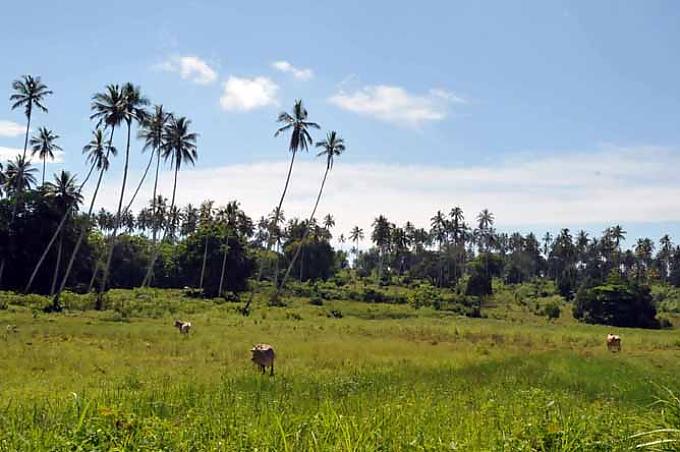 Zitronengraswiese mit anschließender Kuhweide Zitronengraswiese mit anschließender Kuhweide