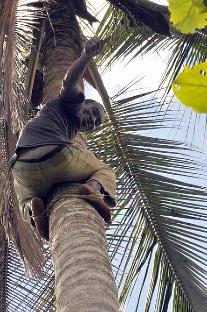 Ein Plantagenarbeiter klettert auf eine Palme um die Kokosnüsse zu ernten Zimtbaum