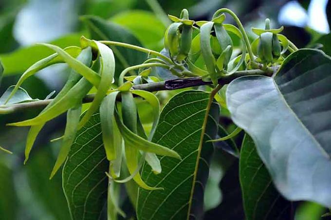 Von A wie Aloe bis Z wie Zimtrinde Von A wie Aloe bis Z wie Zimtrinde