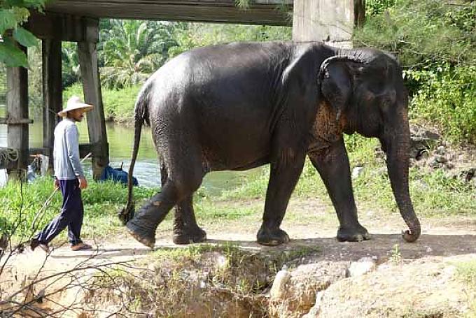 Elefant auf dem Heimweg zum Elefanten-Camp Elefant auf dem Heimweg zum Elefanten-Camp