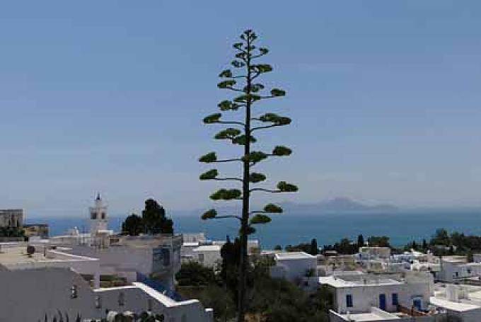 Vom Reiz des „afrikanischen Orients“ Vom Reiz des „afrikanischen Orients“