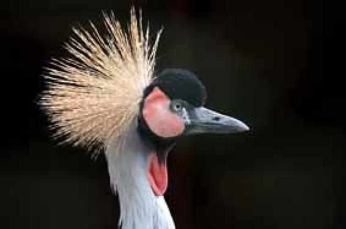 Lodden für Pelle Lodden für Pelle