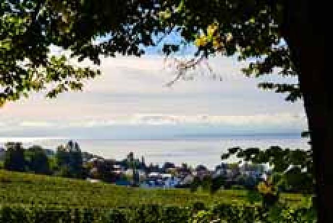 Weinberge am Bodensee Erntehelfer