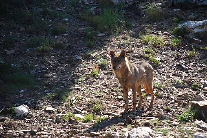 Die Spur der Wölfe Die Spur der Wölfe