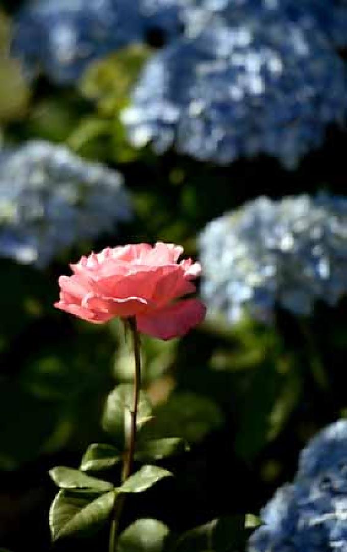 Rose und Hortensie im Garten des Herrenhauses Quinteiro da Cruz. Garten des Herrenhauses Pazo de Oca