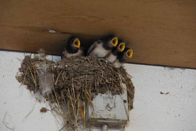 Hungrige Schwalben brauchen viel Nahrung Hungrige Schwalben brauchen viel Nahrung