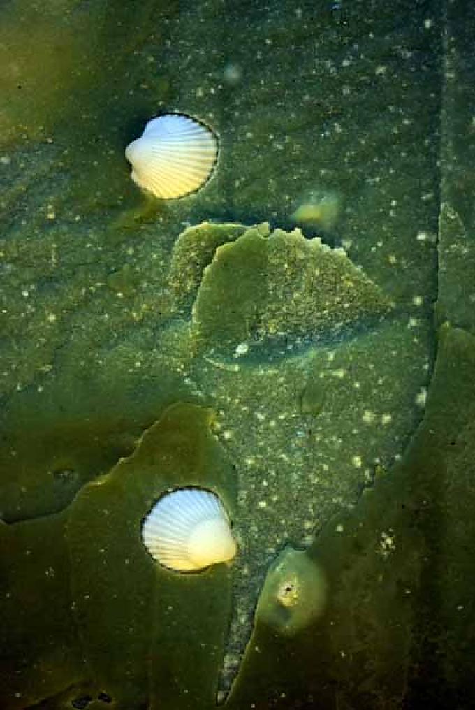 Großer Seifenblock mit Muscheln dekoriert Großer Seifenblock mit Muscheln dekoriert