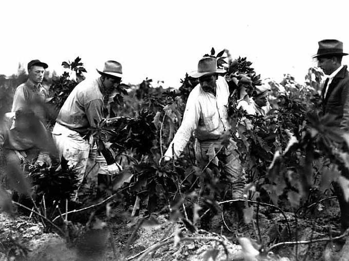 Weihnachtsstern-Ernte in Kalifornien Weihnachtssternzucht