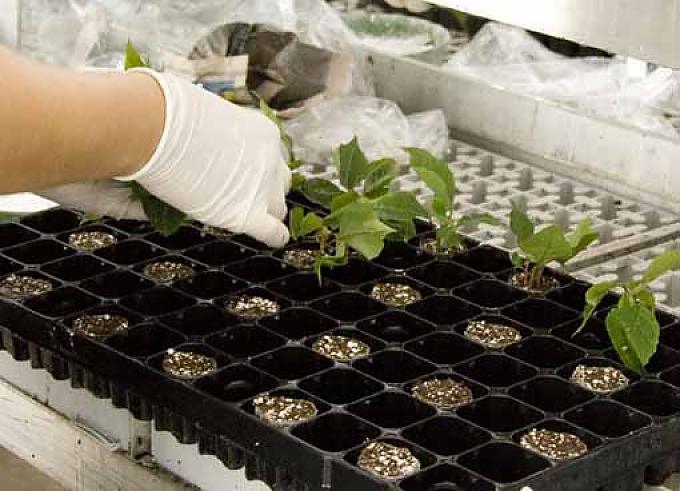 Weihnachtssternzucht Weihnachtssternzucht