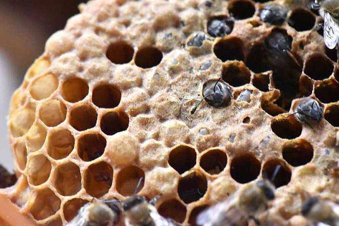 Bienen schlüpfen aus Wabenzellen.