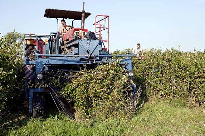 Aroniaernte, polnische Erntemaschinen auf einer Aroniaplantage