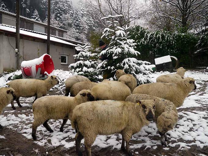 Schafe halten das Unkraut klein 