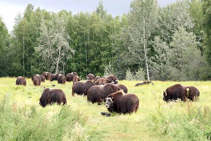 Moschusochsen auf dem Gelände der Large Animal Research Station bei Fairbanks Moschusochsen auf dem Gelände der Large Animal Research Station bei Fairbanks