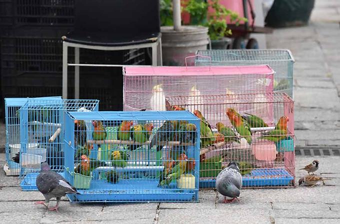 Neben zahlreichen Kaufinteressenten nähern sich auch Tauben und Spatzen den Käfigen und picken die herausgefallenen Körner und Maden auf.  Neben zahlreichen Kaufinteressenten nähern sich auch Tauben und Spatzen den Käfigen und picken die herausgefallenen Körner und Maden auf.