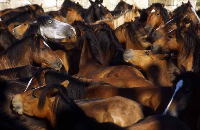 Wildpferde Wildpferde