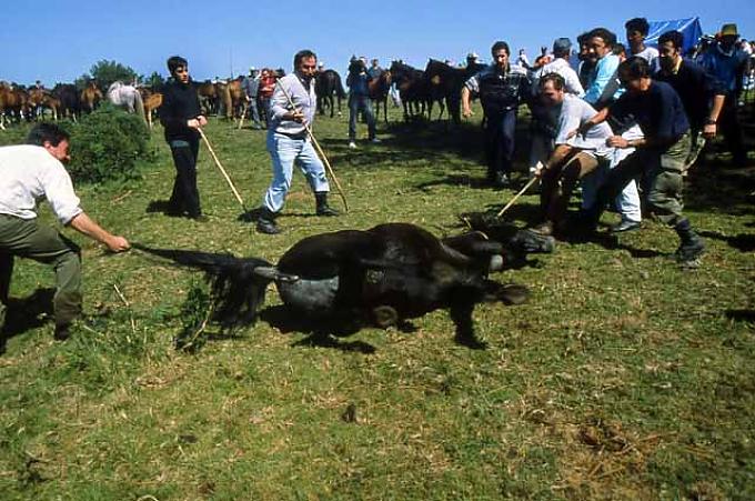 Die Pferde werden eingefangen Wildpferde