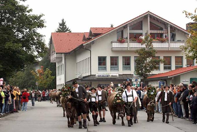 Die Kranzrinder werden von Hirten zum Scheidplatz geleitet Die Kranzrinder werden von Hirten zum Scheidplatz geleitet