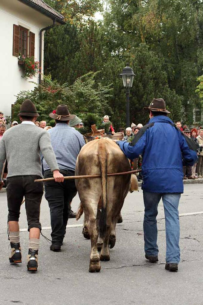 Manche Kuh gibt sich recht widerspenstig Manche Kuh gibt sich recht widerspenstig