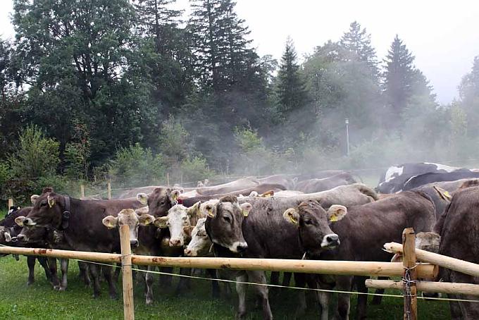 Schwitzend und in der Herbstkühle dampfend kommt das Jungvieh auf dem Sammelplatz an Die Kranzrinder werden von Hirten zum Scheidplatz geleitet
