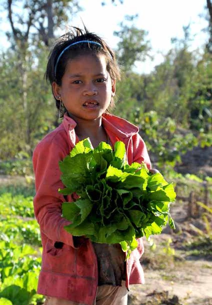 Dorf Phounmagmi. Lae hat Salat geerntet Dorf Phounmagmi. Lae hat Salat geerntet