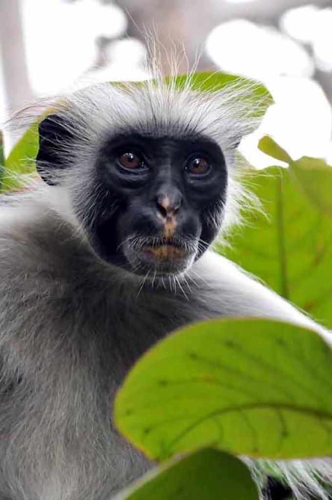 Roter Stummelaffe Roter Stummelaffe