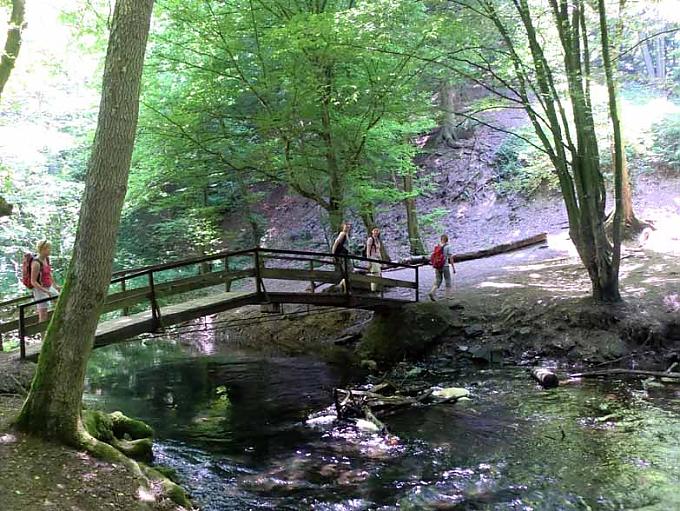 Im Altenberger Wald Im Altenberger Wald