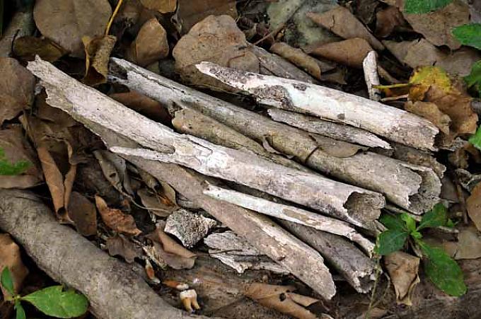 Knochen der Opfer in Choeung Ek 