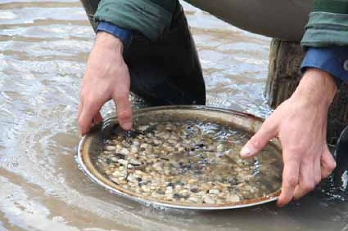 Goldsucher Goldsucher