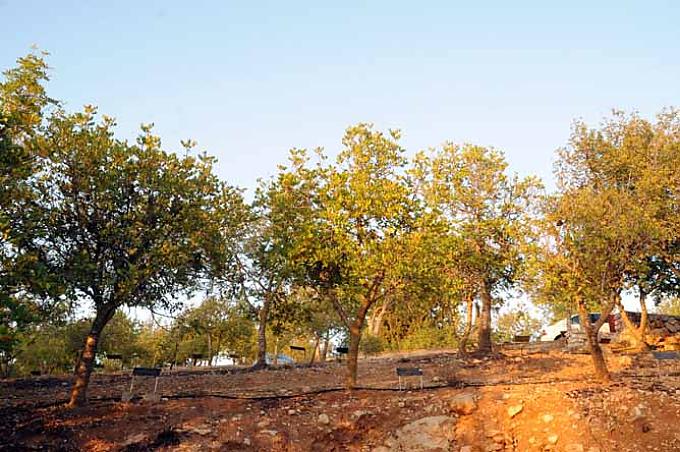 Allee der Gerechten Allee der Gerechten