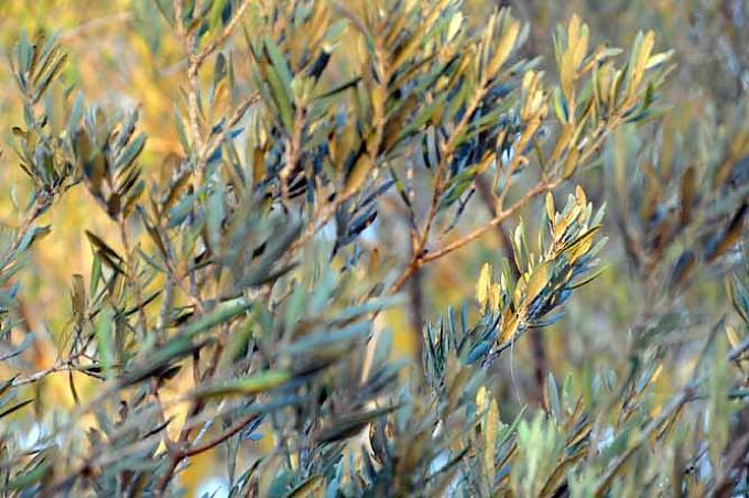 Detail eines Baumes Allee der Gerechten