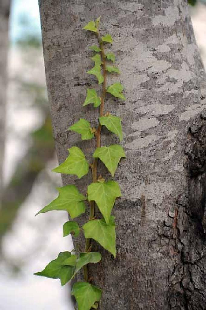 Baum für Catherina Brouwer-de Groot Baum für Catherina Brouwer-de Groot