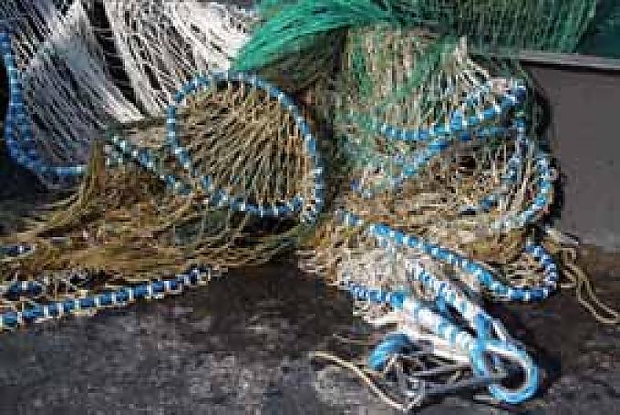Mit langen Netzen werden die schmackhaften Aale gefangen. 