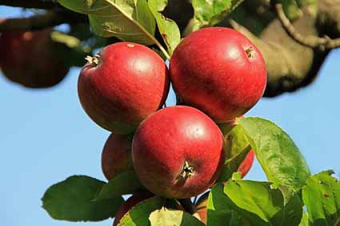 Der Obstgarten im Haus des Apfels zu Puch ist eine Schatzkammer voll regionaler und alter Apfelsorten Fünf Flaschen von jedem Jahrgang landen in der Pucher Kirchhofmauer und bleiben dort für die nächsten 100 Jahre