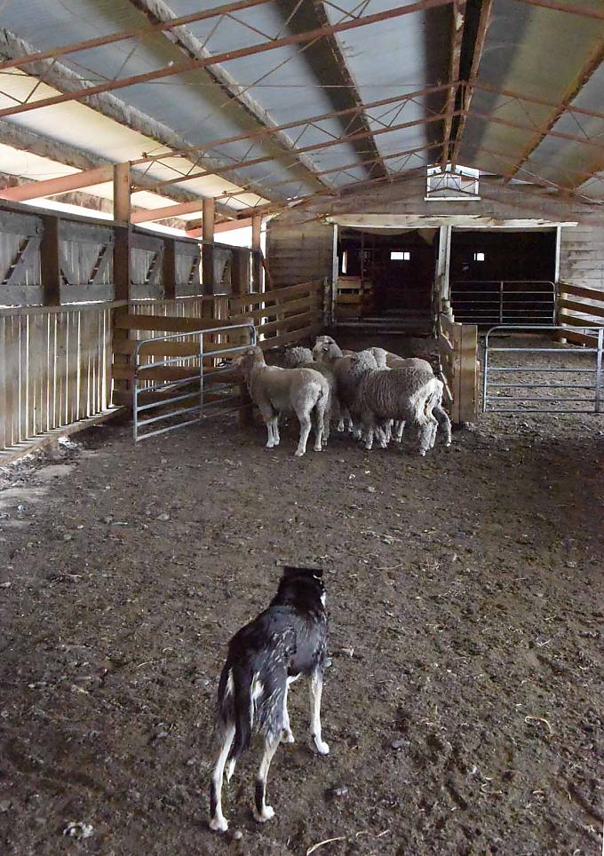 Schafe im Scherschuppen Schafe im Scherschuppen