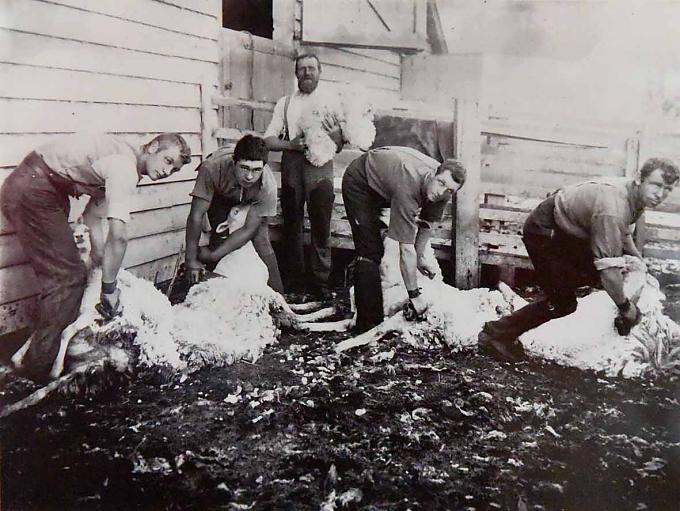 Historische Fotos von der Schafschur. Historische Fotos von der Schafschur.
