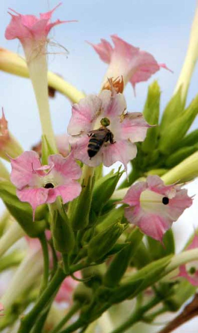 Tabakpflanze Tabakpflanze