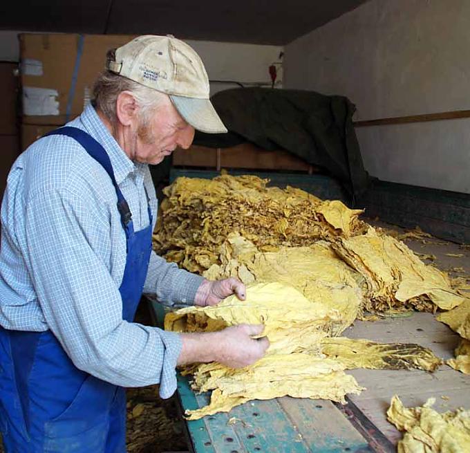 Konrad Ammon prüft die Tabakblätter Konrad Ammon prüft die Tabakblätter